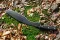 Туристичний ніж мачете МОДЕРН КУКРІ Blade Brothers Knives (BBK)